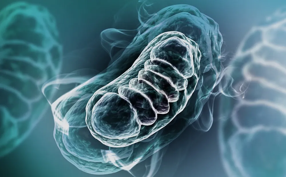 The Role of Mitochondria in Energy Production